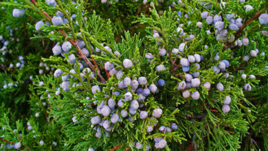Photo of Juniperus sabina Juniper, Sabinier, Stink Juniper