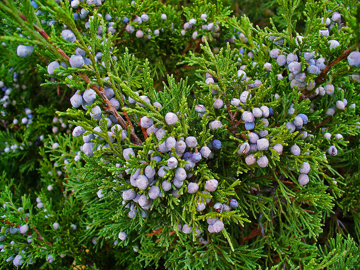 Juniperus sabina Juniper, Sabinier, Stink Juniper Noticias De Jardim