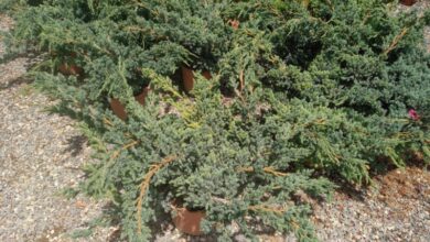 Photo of Juniperus squamata Enebro escamoso