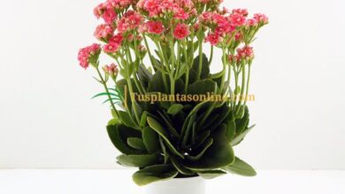 Photo of Kalanchoe blossfeldiana Calandiva Calandiva, Kalanchoe de doble flor