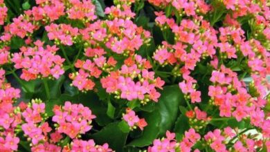 Photo of Kalanchoe de Blossfeld