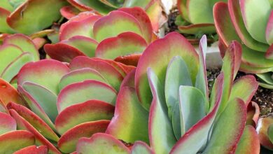 Photo of Kalanchoe luciae