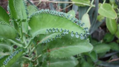 Photo of Kalanchoe pinnata, uma planta ornamental para uso medicinal