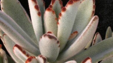 Photo of Kalanchoe tomentosa