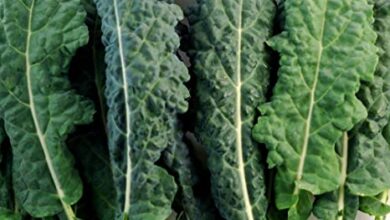 Photo of Kale