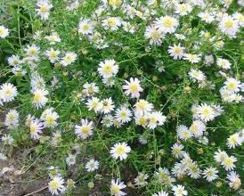 Photo of Kalimeris pinnatifida aster japonês