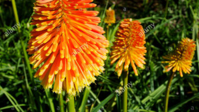 Photo of Kniphofia, Foguetão Flor ou Tritoma