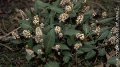 Photo of Knotweed, Persicaria tenuicaulis, Persicaria