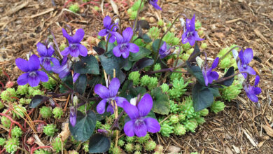 Photo of Labrador Violet