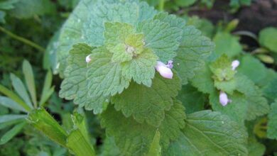 Photo of Lamium amplexicaule, uma planta que cresce facilmente