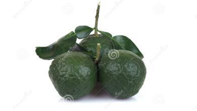 Photo of Laranja amarga, Laranja amarga, Bouquetier