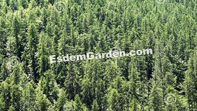 Photo of Larix decidua European Alerce, Briançon Pine