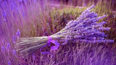 Photo of Lavanda: os motivos da queda da planta de lavanda