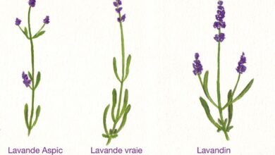 Photo of Lavandula Lavanda, Lavandin