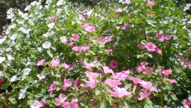 Photo of Lavatera trimestris cuidado de plantas, malva florida ou malva real