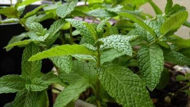 Photo of Lavender Mint Plant Care: Como usar a Erva Hortelã Lavanda