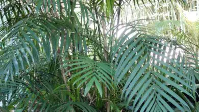 Photo of Le bambou Palmier du Costa Rica