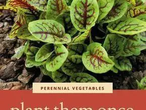 Photo of Legumes perenes – Como cultivar legumes perenes