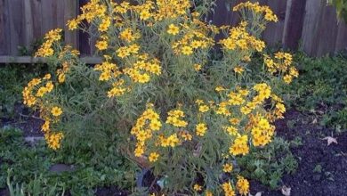 Photo of Lemmon’s Tagetes, Bush Marigold