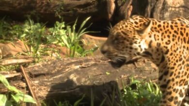 Photo of Leopardo agave, tubérculo mexicano