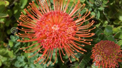 Photo of Leucospermum cordifolium Almofada de alfinete laranja