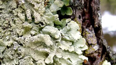 Photo of lichens