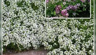 Photo of Ligularia tussilaginea, ideal para jardins ou terraços, devido ao seu grande valor….