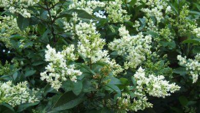 Photo of Ligustrum ovalifolium Troena da Califórnia