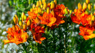 Photo of Lilium bulbiferum Lys laranja