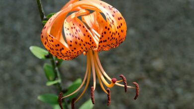 Photo of Lilium lancifolium Lírio de Tigre