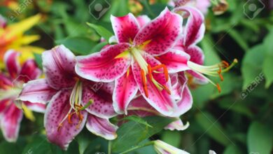 Photo of Lilium Lirio