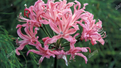 Photo of Lily care Nerine bowdenii, Nerina ou lírios de Guernsey