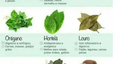 Photo of Lime Basil Herb Care – Aprenda a cultivar plantas de manjericão calcário