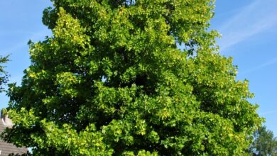 Photo of Liriodendron tulipifera Tulipeira, Lírio