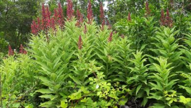 Photo of Lobelia care excelsa ou Tupa