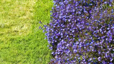 Photo of Lobelia erinus Anual Lobelia, Border Lobelia, Erine Lobelia, Blue Lobelia