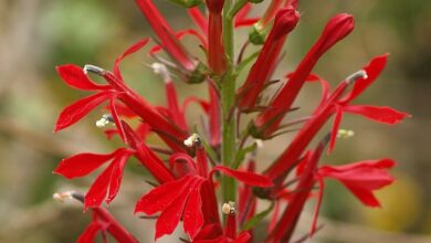 Photo of Lobelia, flor cardinal