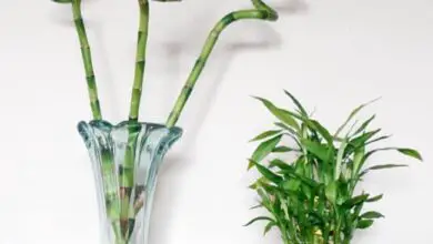 Photo of Lucky Bamboo Plant Care