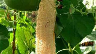 Photo of Luffa Pumpkin Plant Care: Informações sobre o plantio da Luffa Pumpkin