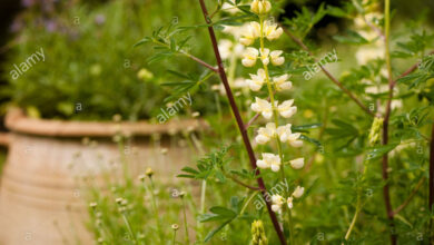 Photo of Lupinus arboreus lupine, Lupino arbóreo