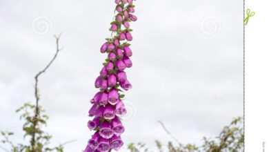 Photo of Luva Foxglove