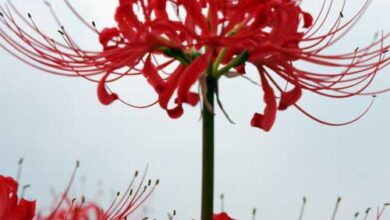 Photo of Lycoris radiata Lycoris vermelho, Amaryllis japonês, Lírio de Aranha japonês