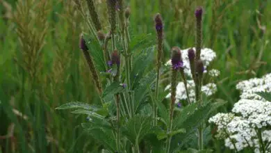 Photo of MacDougall’s Verbena, Novo México Verbena