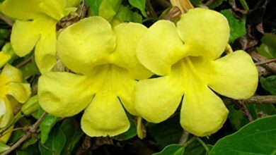 Photo of Macfadyena unguis-cati ou Cuidados com as plantas da Garra do Gato