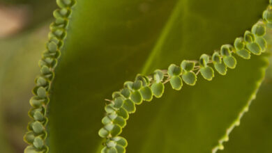 Photo of Mãe Kalanchoe, Kalanchoe de Daigremont