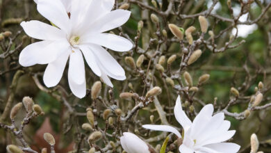 Photo of Magnolia stellata, um arbusto que tem uma grande floração aromática.