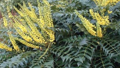 Photo of Mahonia x media Oregon Vineyard