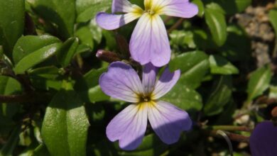 Photo of Malcolmia littorea, uma planta perene com flores roxas