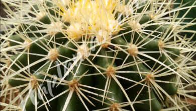 Photo of Mammillaria Alongada ,Mamilhão Dourado