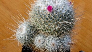 Photo of Mammillaria geminispina Mammilaria